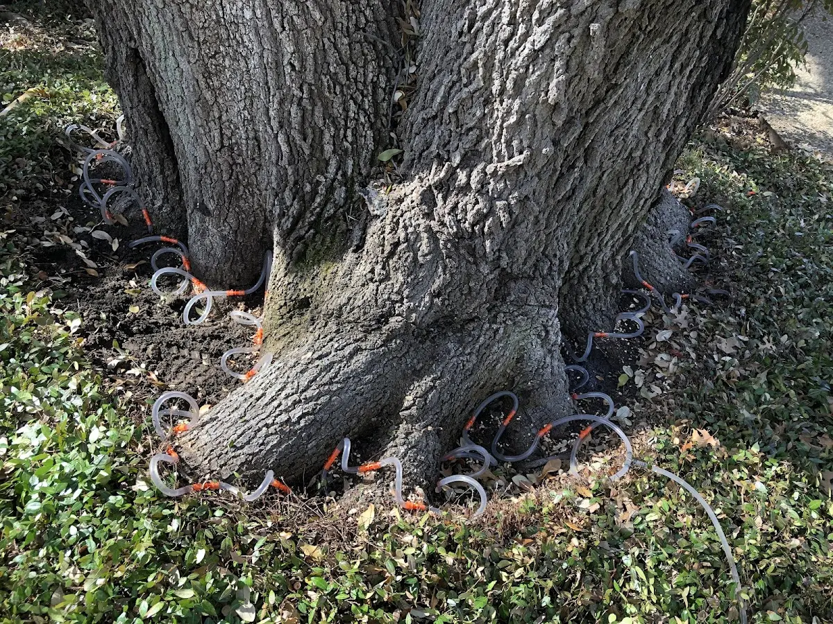 Detailed Tree Cabling and Bracing job site in Sellersburg