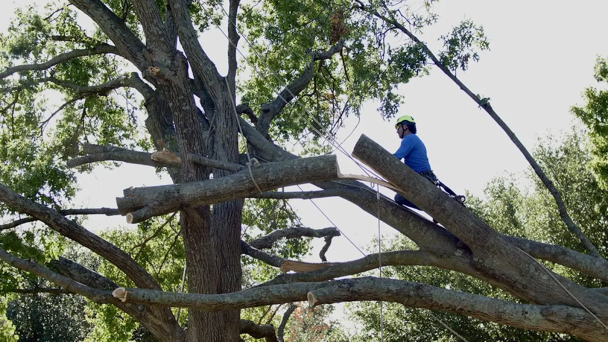 Professional Hazardous Tree Removal performed by certified arborists in Sellersburg