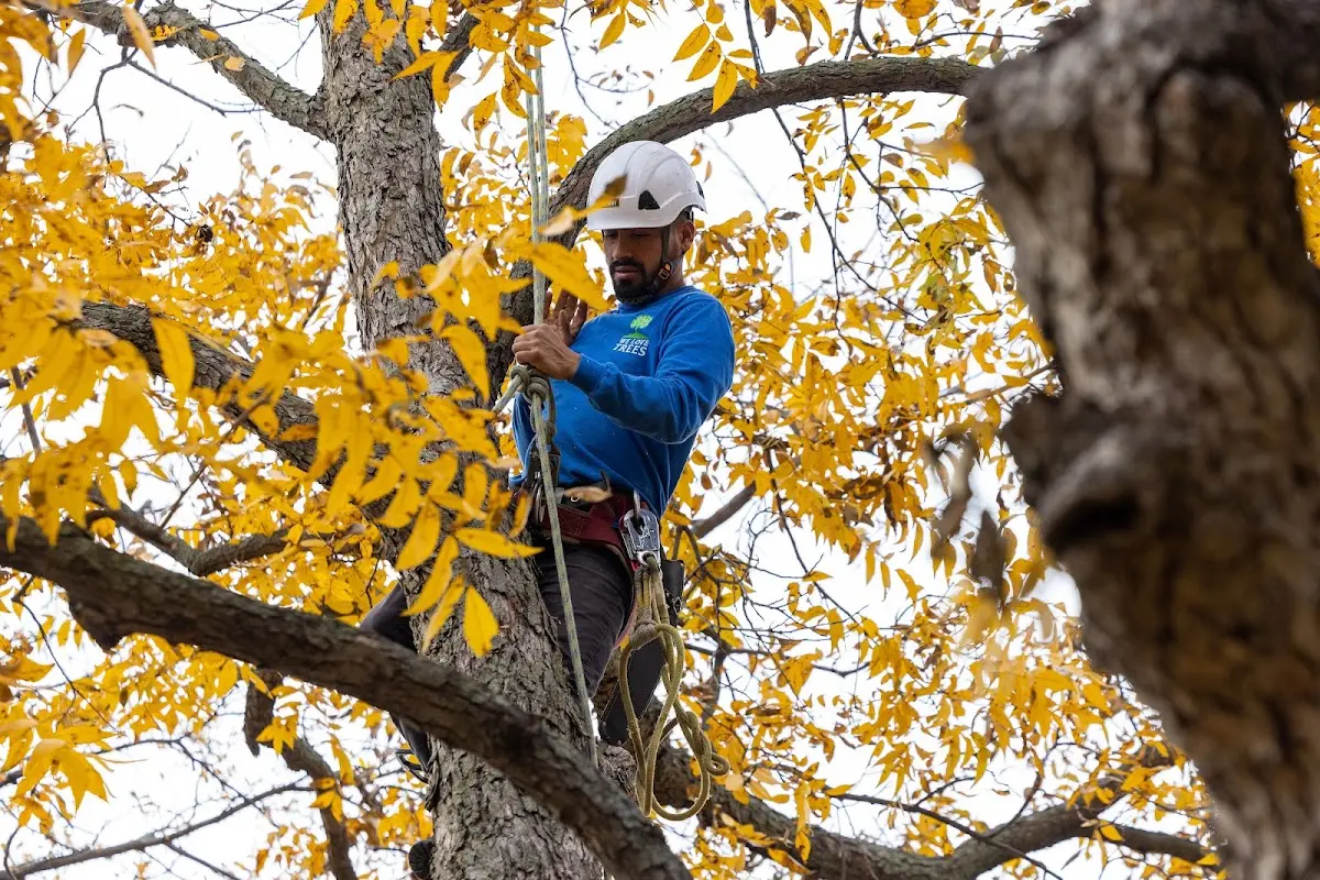 Skilled Tree Pruning crew working in Sellersburg
